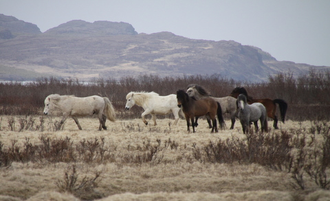 Ketilsstaðir